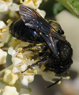 Andrena cleodora melanodora