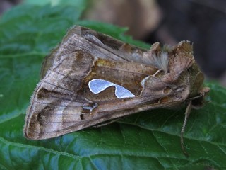 Megalographa biloba - Bilobed Looper Moth -- Discover Life