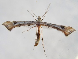 Platyptilia carduidactyla, Artichoke Plume Moth