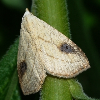 Rivula propinqualis, Spotted Grass Moth