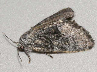Raphia frater, Brother Moth