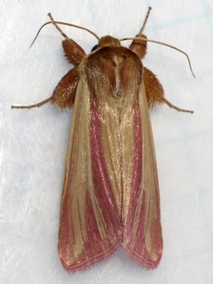Dargida rubripennis, The Pink-Streak
