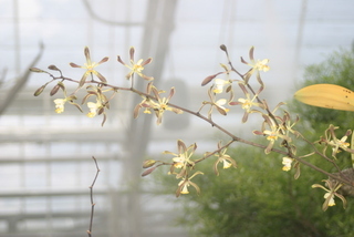 Encyclia alata ABG Cultivation