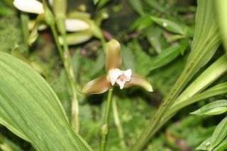 Lycaste macrophylla ABG Cultivation 4