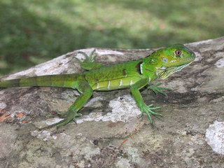 Iguana iguana, juvenile