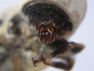 Anthophora robusta, male