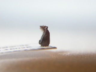 Anthophora robusta, male