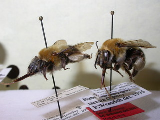 Habropoda tarsata, female Habropoda annae, female