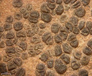 Acarospora fuscescens