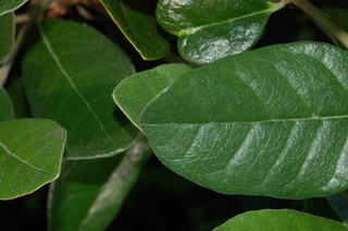 Feijoa sellowiana, Pineapple guava, leaf tip upper