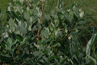 Feijoa sellowiana, Pineapple guava, plant