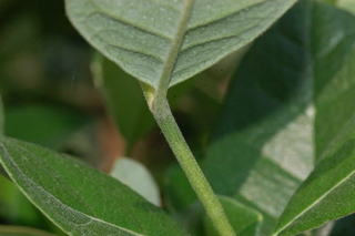 Feijoa sellowiana, Pineapple guava, leaf base under