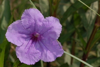 Ruellia brittoniana, Ruellia, Flower