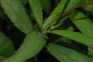 Ruellia brittoniana, Ruellia, Leaf Arrangement