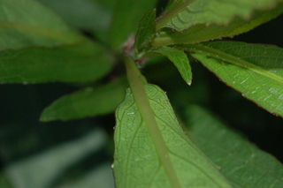 Ruellia brittoniana, Ruellia, Leaf Base Lower