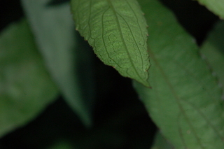 Ruellia brittoniana, Ruellia, Leaf Tip Lower