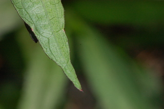 Ruellia brittoniana, Ruellia, Leaf Tip Upper
