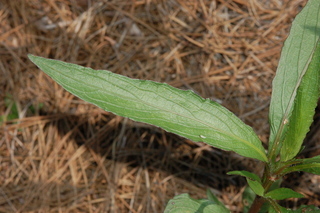 Ruellia brittoniana, Ruellia, Leaf Upper