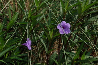 Ruellia brittoniana, Ruellia, Plant