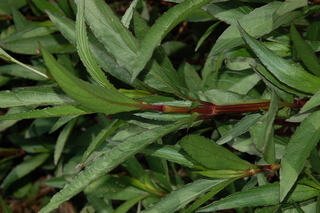 Ruellia brittoniana, Ruellia, Plant
