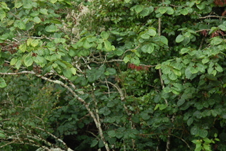 Cercis chinensis, var Avondale, Chinese redbud