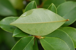 Magnolia figo, Banana shrub