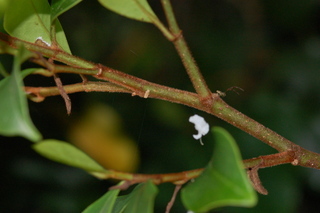 Magnolia figo, Banana shrub
