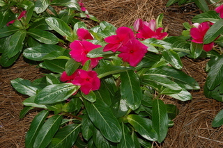 Catharanthus roseus, Annual vinca, flower attachments
