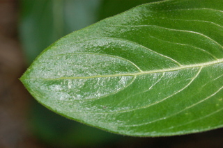 Catharanthus roseus, Annual vinca, leaf tip upper