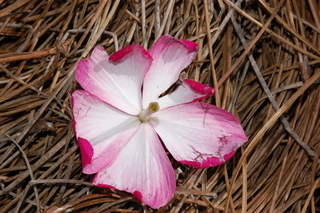 Catharanthus roseus, Annual vinca, flower profile