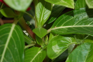 Catharanthus roseus, Annual vinca, leaf arrangement