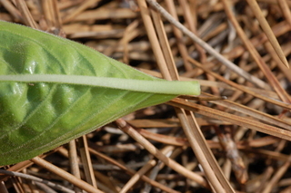 Catharanthus roseus, Annual vinca, leaf base under