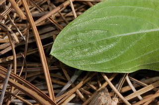 Catharanthus roseus, Annual vinca, leaf tip under