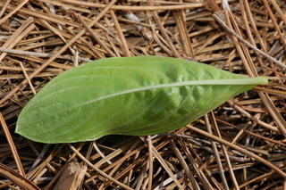 Catharanthus roseus, Annual vinca, leaf under