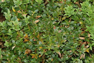 Buxus sempervirens, Boxwood, leaf arrangement