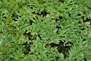 Buxus sempervirens, Boxwood, leaf arrangement