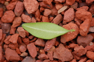 Buxus sempervirens, Boxwood, leaf under
