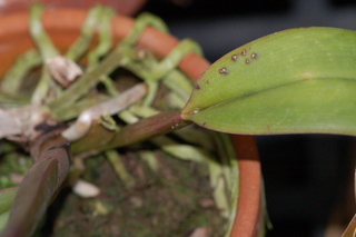 Cattleya labiata