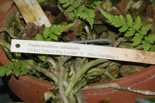 Paphiopedilum sukhakulii