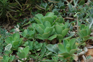 Echeveria gigantea, Crassulaceae