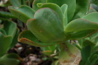 Echeveria gigantea, Crassulaceae