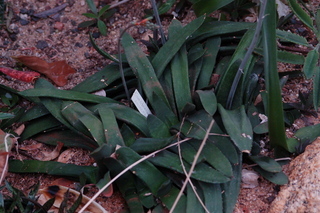 Gasteria sp Liliaceae