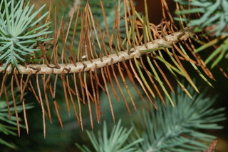 Pinus pinea, Italian stone pine