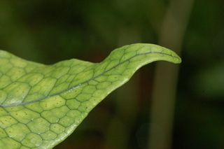 Microsorum musifolium