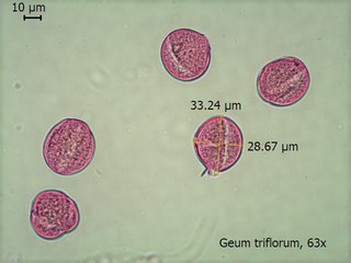 Geum triflorum