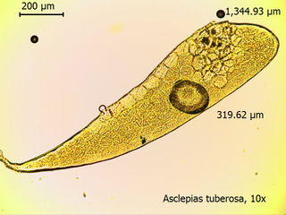 Asclepias tuberosa