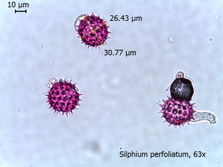 Silphium perfoliatum
