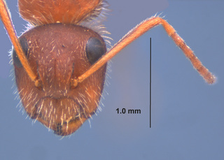 Camponotus planatus, worker, head