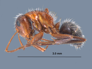 Camponotus planatus, worker, side