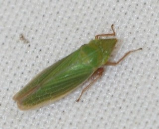 Draeculacephala robinsoni